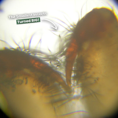 The Original Miniscope (250x Zoom)
